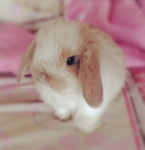 opiaa