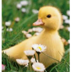 *Duck Army*