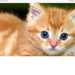 KITTENS.