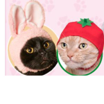 Fruit kittens
