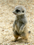 THE Meerkats