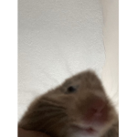 Chicken nuggie:>