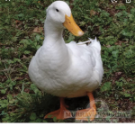 Duck and duck
