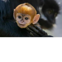 Mission Monke Meeting