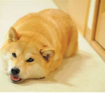 Doge Entertainment 1