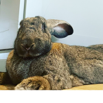 Ava’s butterfly’s and bunny’s!