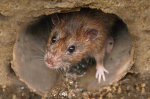 Mole Rats!