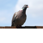 pigeon problems