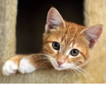 Cat and Kitten Squad