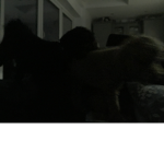 Dog roll