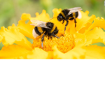 nom nom nom bzzzz