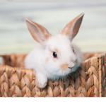 Lapin_Family