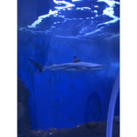 Joseph_Vega
