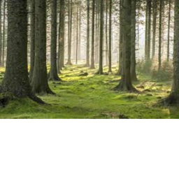 Forest War