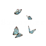 SxnnyLxr's Sunflower Field