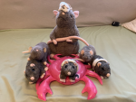 Ratland Nation