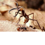 Ant Army.