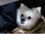 동물 특집대
