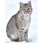 The Bobcat Club