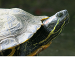 turtle are amazing