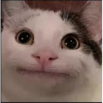 JOIN THE POP CATS SQUAD NOW ONLY if YOUR A POP CAT