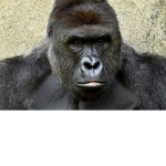gorilla's united