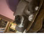 Mellow Cats