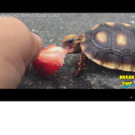 POTATO TURTLE POWER