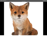 The amazing foxs