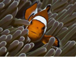 Fishy Fαn Group