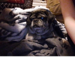 WE LOVE PUGS TOGETHER