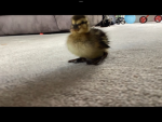 Ducky’s rule…