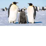 pinguini maranza