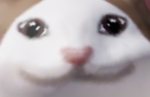 猫ファンの部屋