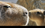 WE ARE CAPYBARAS WE CAN DO IT