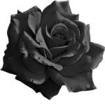 Order of the Withering Rose