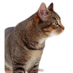 Cats Rule, LLC