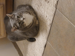 Kittens;)