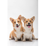 CORGI HEARTS