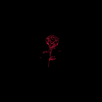 The red roses creations