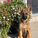 German shepherd butterfly’s