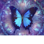Butterfly fun!