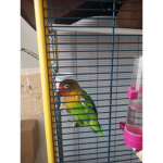 l'oiseau mignon