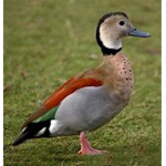 cool duck clan :)