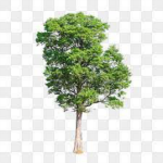 The Tree Union