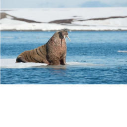 Walrus Battlegrounds
