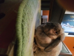 MY RABBIT CHIP