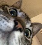 -UMI-