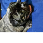 Grillo