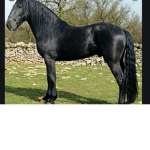 River horses